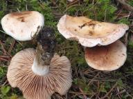 slzivka zatvrdlá slzivka zatvrdlá