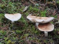 slzivka zatvrdlá slzivka zatvrdlá