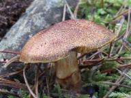 pavučinec frygický pavučinec frygický