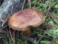 pavučinec frygický pavučinec frygický