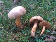 hřib peprný hřib peprný