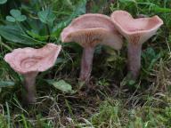 foto Oldřich Jindřich