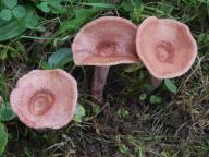 foto Oldřich Jindřich foto Oldřich Jindřich