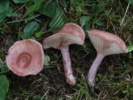 ryzec osténkatý ryzec osténkatý