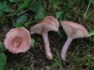 foto Oldřich Jindřich foto Oldřich Jindřich