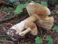 Cortinarius subfraudulosus Cortinarius subfraudulosus