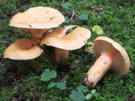 ryzec lososový ryzec lososový