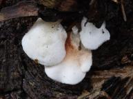 foto Oldřich Jindřich foto Oldřich Jindřich