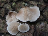 trepkovitka Kubičkova trepkovitka Kubičkova