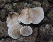 foto Oldřich Jindřich foto Oldřich Jindřich