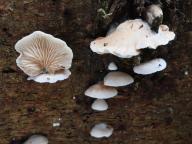 trepkovitka Kubičkova trepkovitka Kubičkova