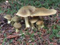 pavučinec žlutozelený pavučinec žlutozelený