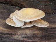 šupinovka zhoubná šupinovka zhoubná