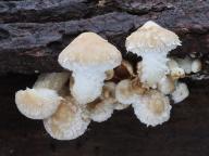 šupinovka zhoubná šupinovka zhoubná