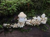 šupinovka zhoubná šupinovka zhoubná