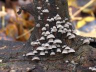 hlívečník připjatý hlívečník připjatý