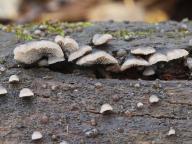 hlívečník připjatý hlívečník připjatý