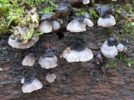 hlívečník připjatý hlívečník připjatý