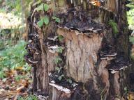 lesklokorka jehličnanová lesklokorka jehličnanová