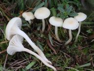 Cuphophyllus russocoriaceus 