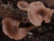 foto Oldřich Jindřich