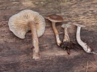 foto Oldřich Jindřich