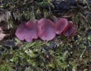 foto Oldřich Jindřich