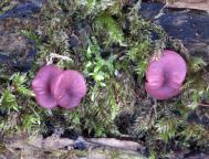 foto Oldřich Jindřich