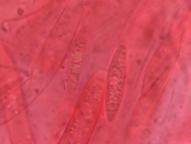 foto Oldřich Jindřich