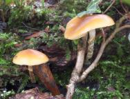 foto Oldřich Jindřich