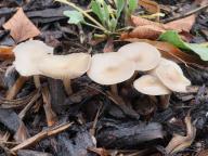 foto Oldřich Jindřich