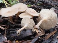 foto Oldřich Jindřich