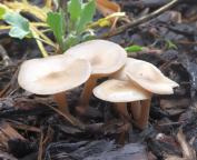 foto Oldřich Jindřich