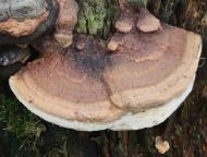 foto Oldřich Jindřich