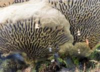 foto Oldřich Jindřich