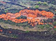 foto Oldřich Jindřich