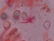 foto Oldřich Jindřich