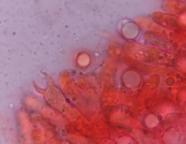 foto Oldřich Jindřich