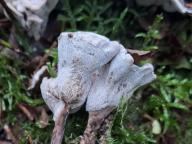 lošáček tmavý lošáček tmavý