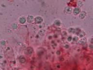 lošáček tmavý lošáček tmavý