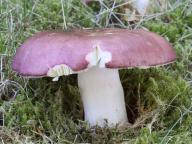 Russula romellii - holubinka Romellova