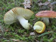 Russula aurea - holubinka zlat�