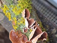 Schizophyllum amplum - mu�lovka plstnat�