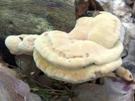 Hapalopilus nidulans - hlin�k �ervenaj�c�