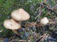 Inocybe bongardii var. pisciodora - vl�knice Bongardova rybovonn�