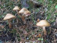vl�knice Bongardova rybovonn�