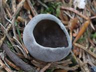 Helvella confusa - ch�ap�� podobn�