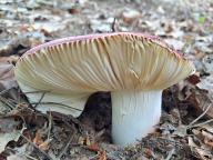 holubinka podrus�