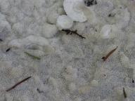 Rhodonia placenta - pórnatka placentová