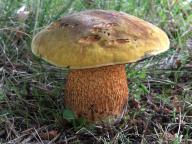 Suillellus luridus - hřib koloděj